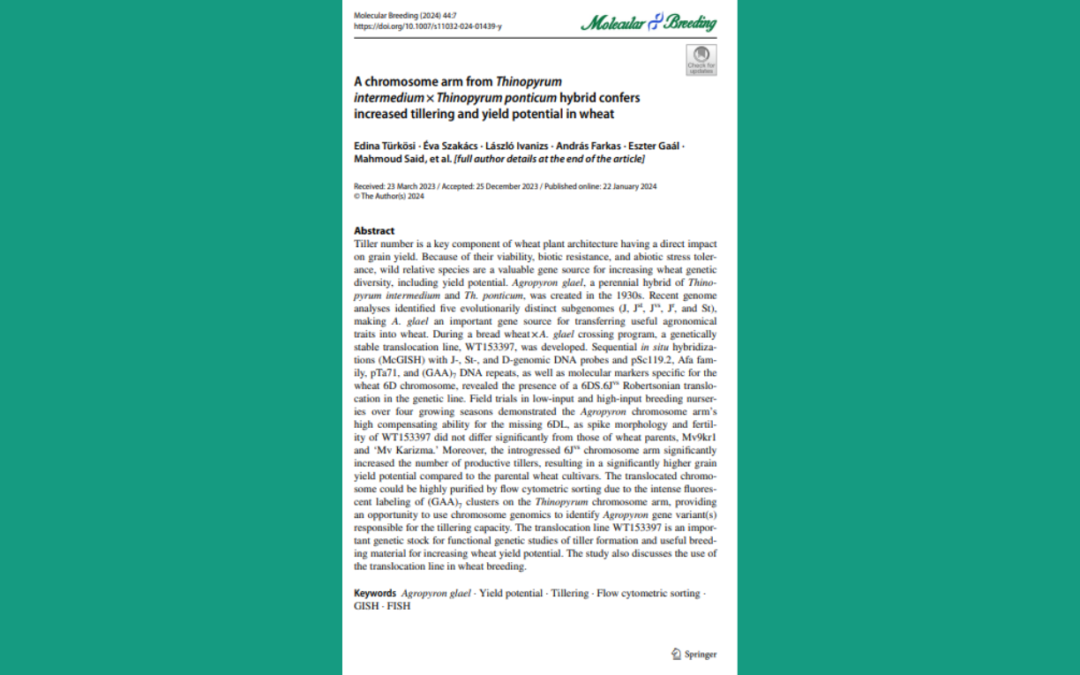 A chromosome arm from Thinopyrum intermedium × Thinopyrum ponticum hybrid confers increased tillering and yield potential in wheat