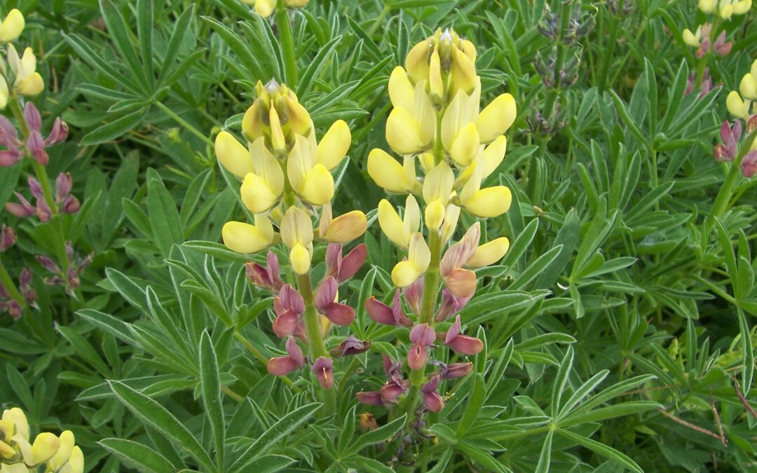 A new video on the Spanish National Strategy on Conservation and Utilization of Crop Wild Relatives and Wild Food Plants