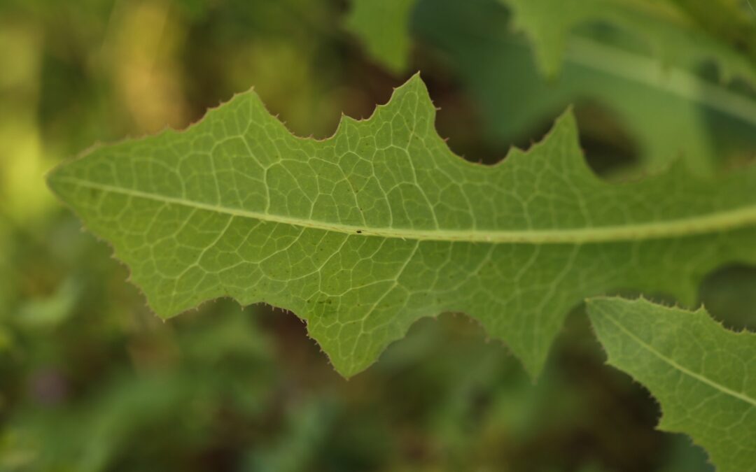 17 – Collecting Crop Wild Relatives, legal aspect – Navigating EU and International legal frameworks for CWRs collection and exchange