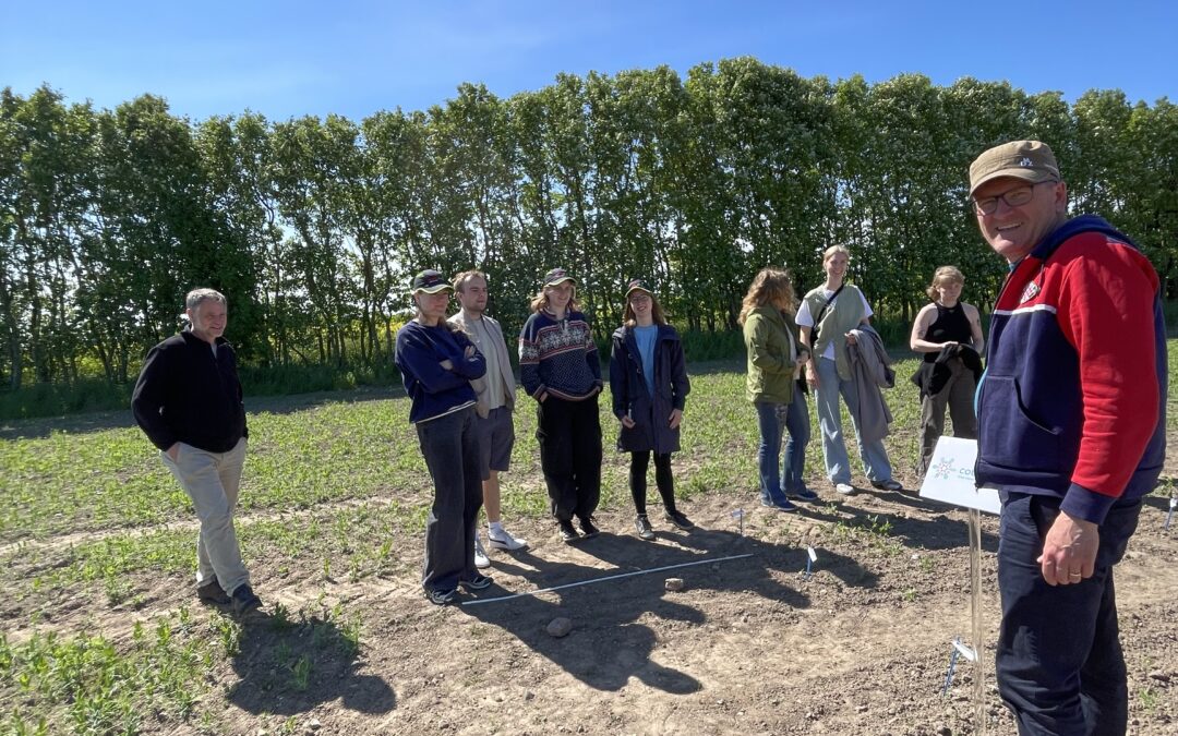 Bachelor students visit field trial with crop wild relatives