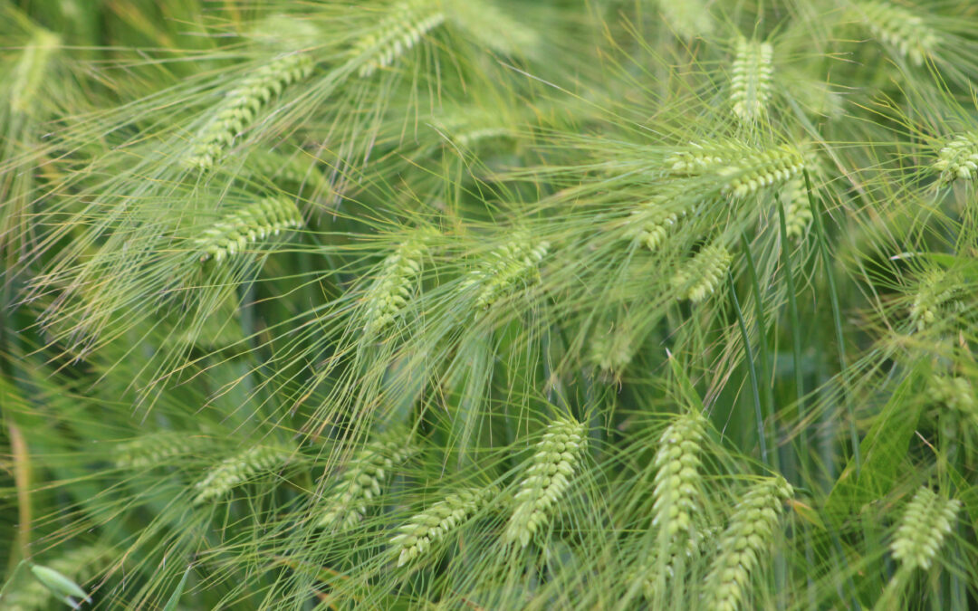 Exploring Wild Barley Genes to Improve Stress Resilience: updates from the Barley Working Group