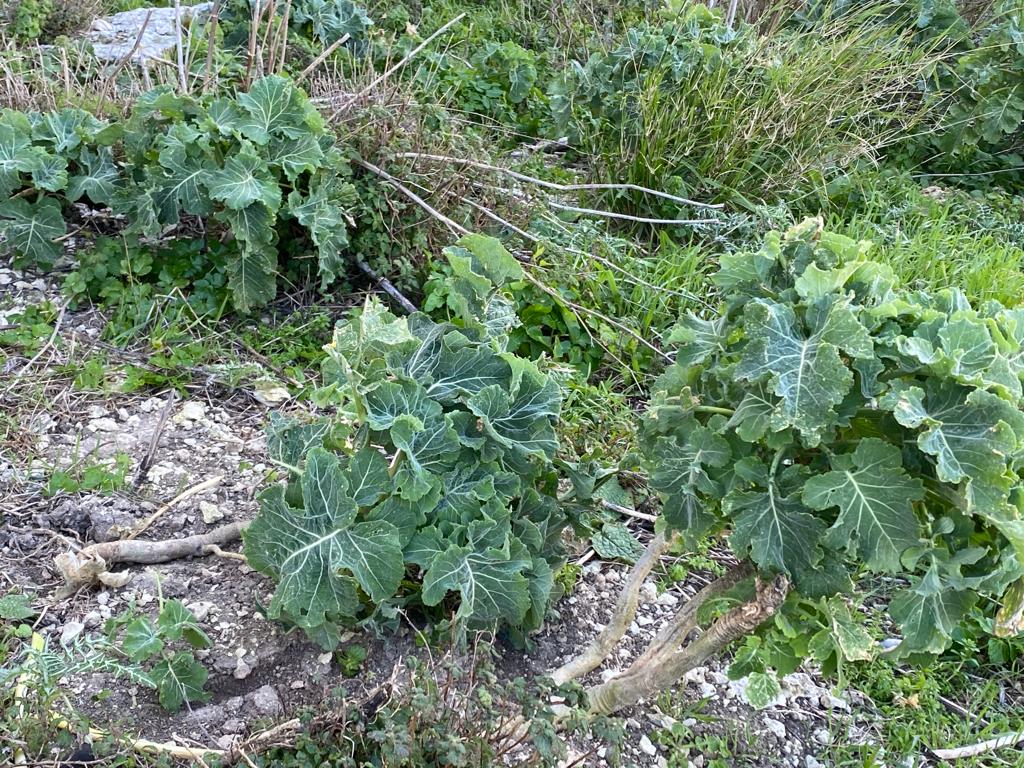 Ongoing efforts to document biodiversity in the Brassica oleracea Complex Species (n=9) for  Cole Crop genetic improvement.