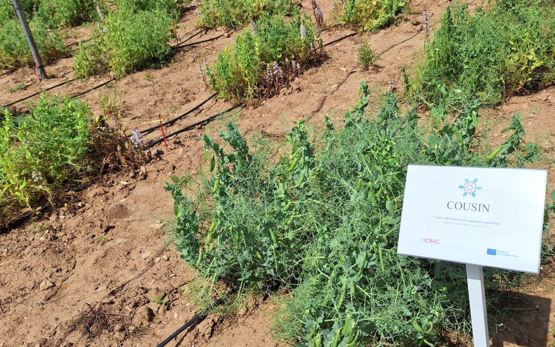 4 – The policy context of Crop Wild Relatives – Addressing policy gaps to ensure sustainable food systems
