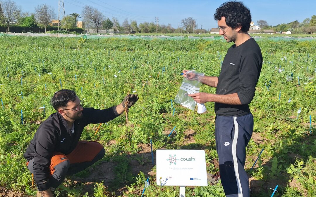Harnessing Wild Pea Relatives to Build Resilient Cultivars: updates from the Pea Working Group