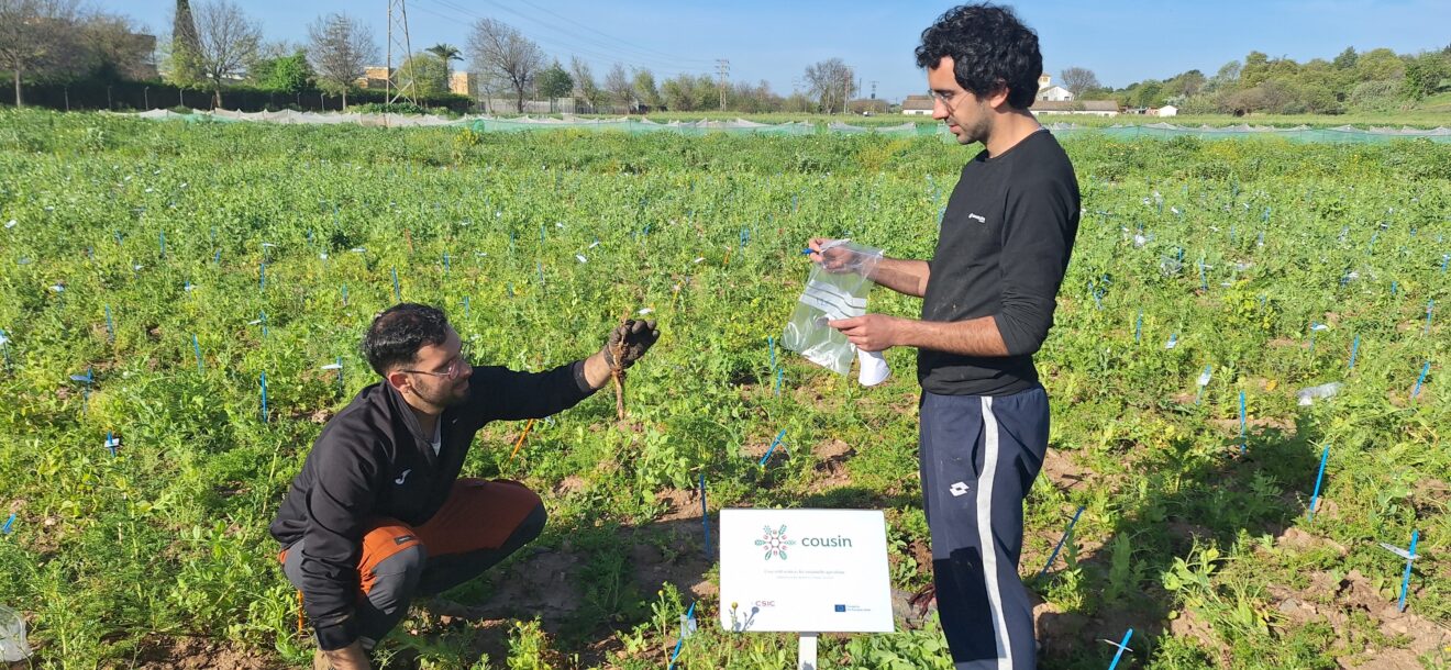 Harnessing Wild Pea Relatives to Build Resilient Cultivars: updates from the Pea Working Group