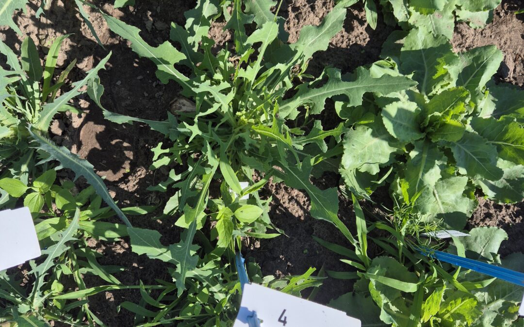 10 – Boosting lettuce stress resilience – Exploiting Lactuca serriola genetic diversity for more resilient and sustainable crops