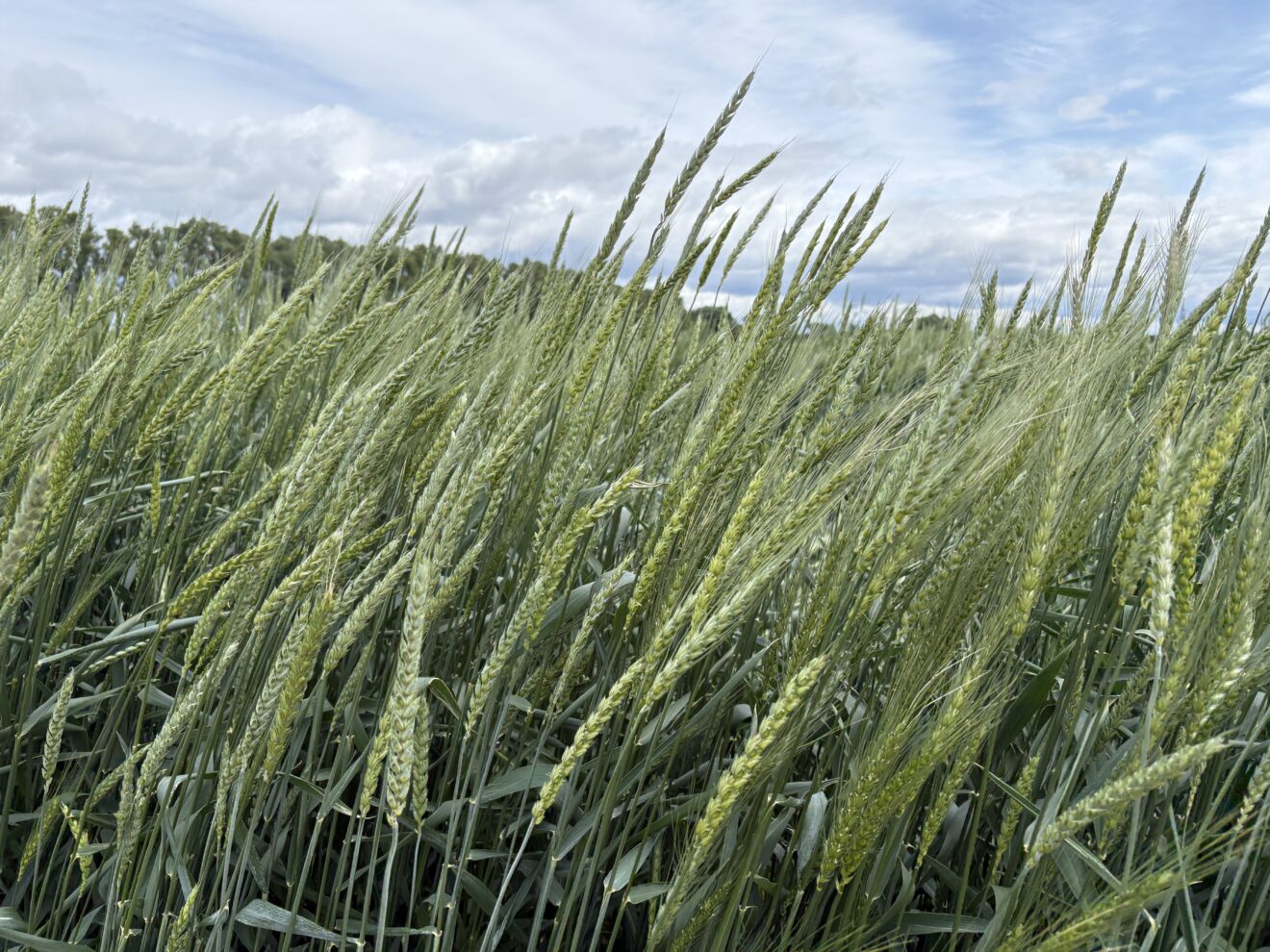 6 - Prospects of breeding with CWR on wheat to enhance site adaptation and drought tolerance