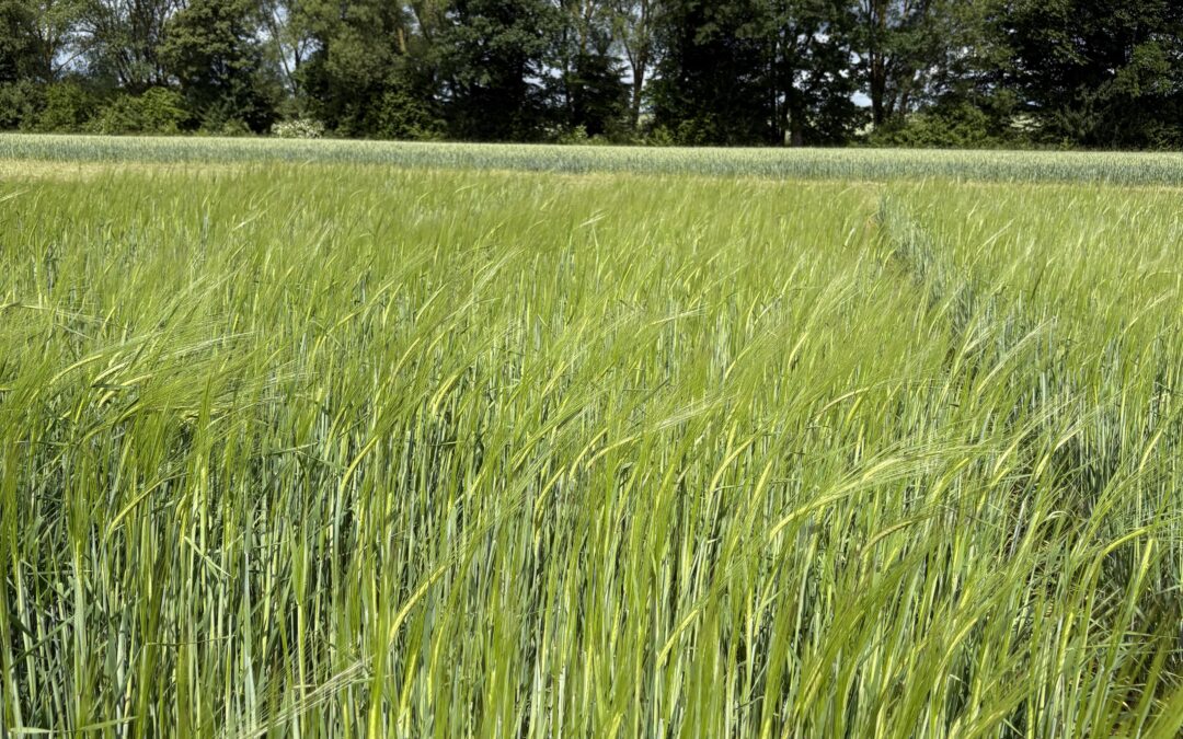 9 – Making use of barley’s wild relative – Barley research in the COUSIN project for future agriculture