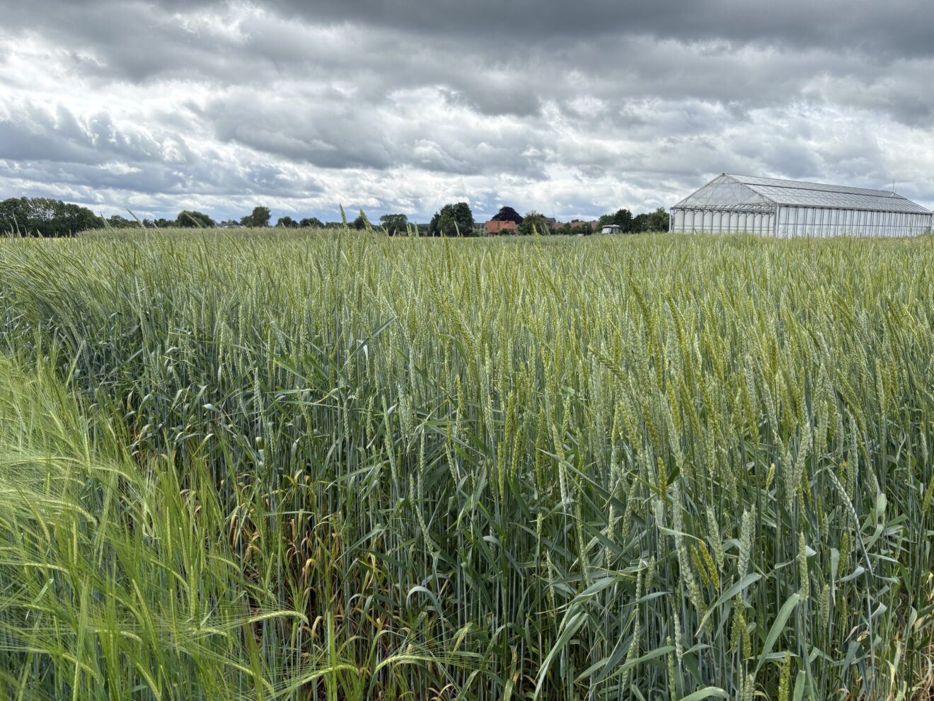Unlocking the potential of Wild Crops: new progress in the COUSIN Project 