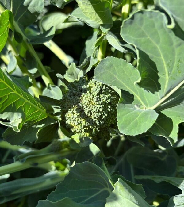 7 – Success story of breeding with Crop Wild Relatives – The Brassica case study at the University of Catania