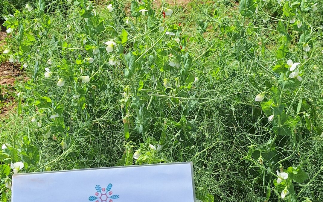 8 – Characterisation and use of wild relatives in pea breeding