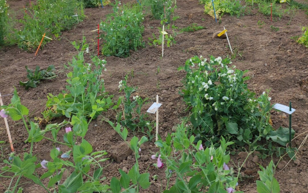 The Cousin project begins. The news from the Spanish National Research Council (CSIC)