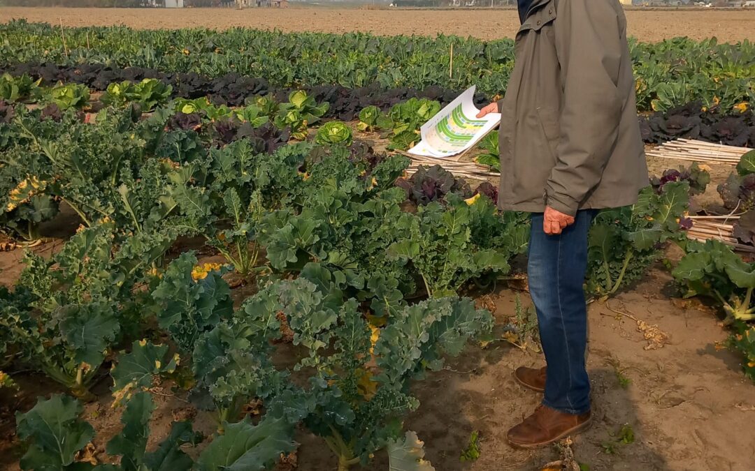The role of crop wild relatives in Brassica breeding: COUSIN Project highlights at the Smarties.bio Open Day