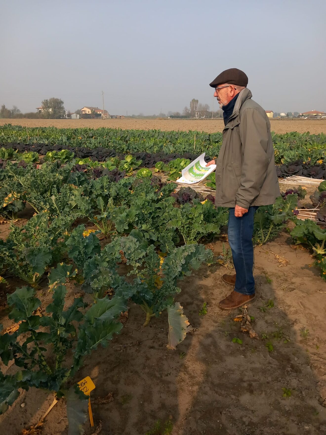 The role of crop wild relatives in Brassica breeding: COUSIN Project highlights at the Smarties.bio Open Day
