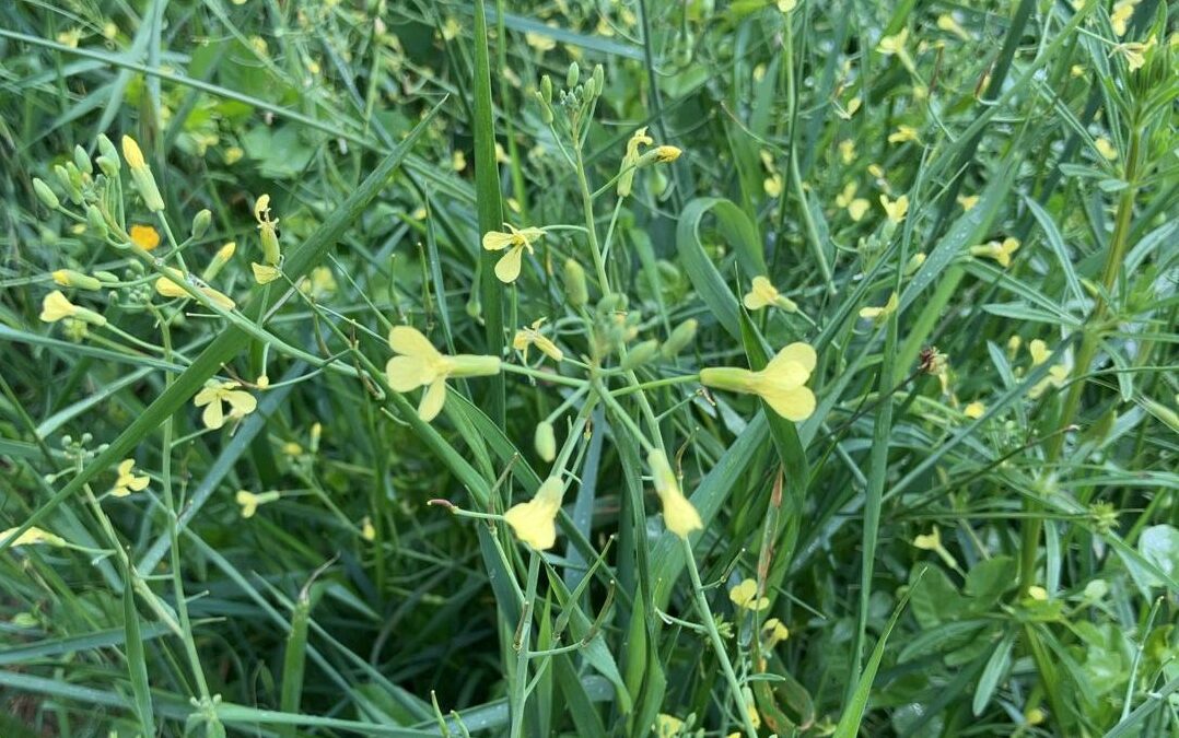 The COUSIN project arrives on the free repository ZENODO