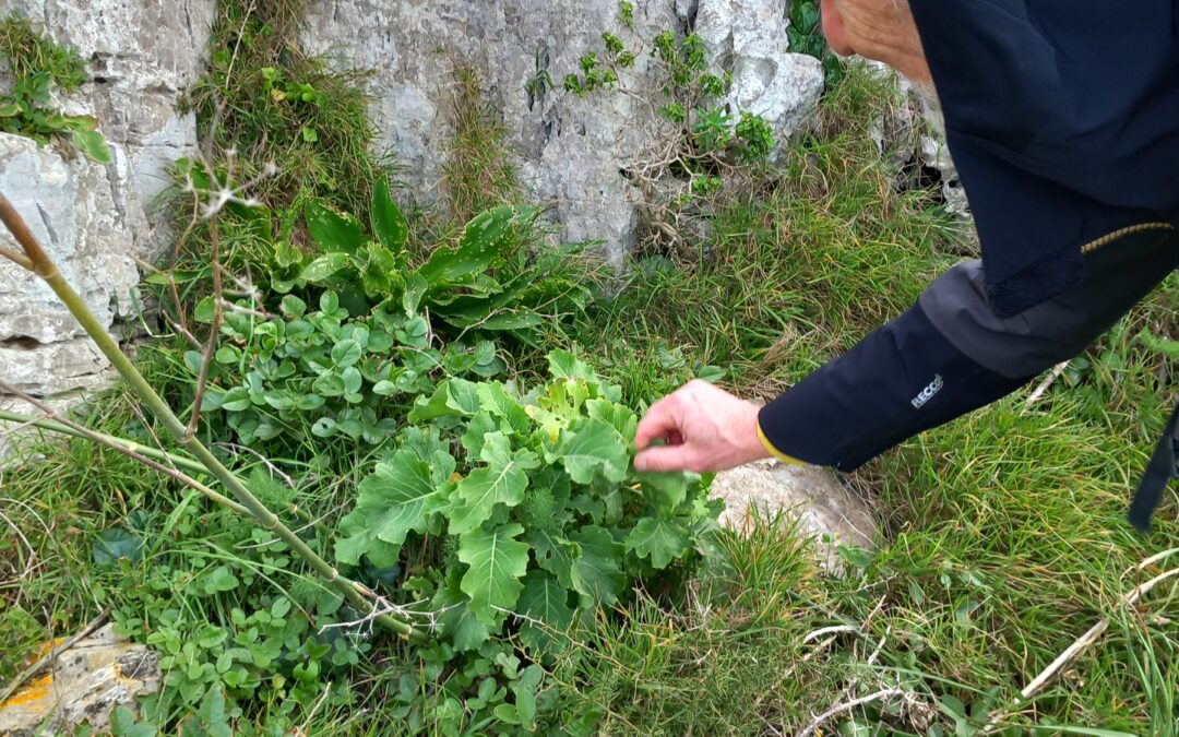 Excursion to the Egadi Islands for the conservation of Brassica macrocarpa