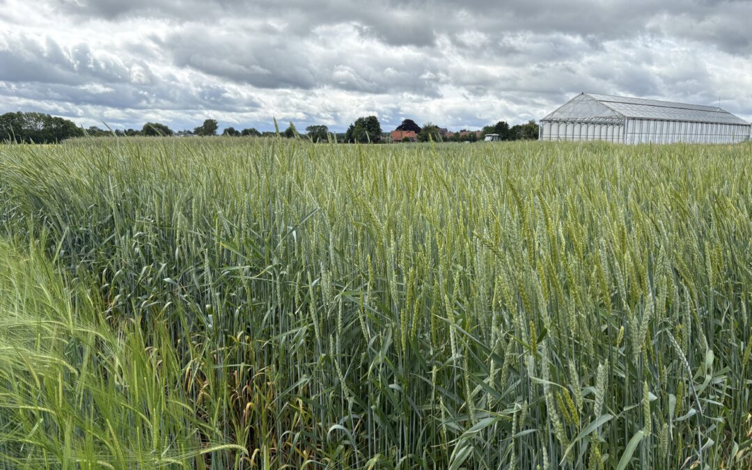 In Florence, a study day on conservation and use of plant genetic resources with a focus on Crop Wild Relatives