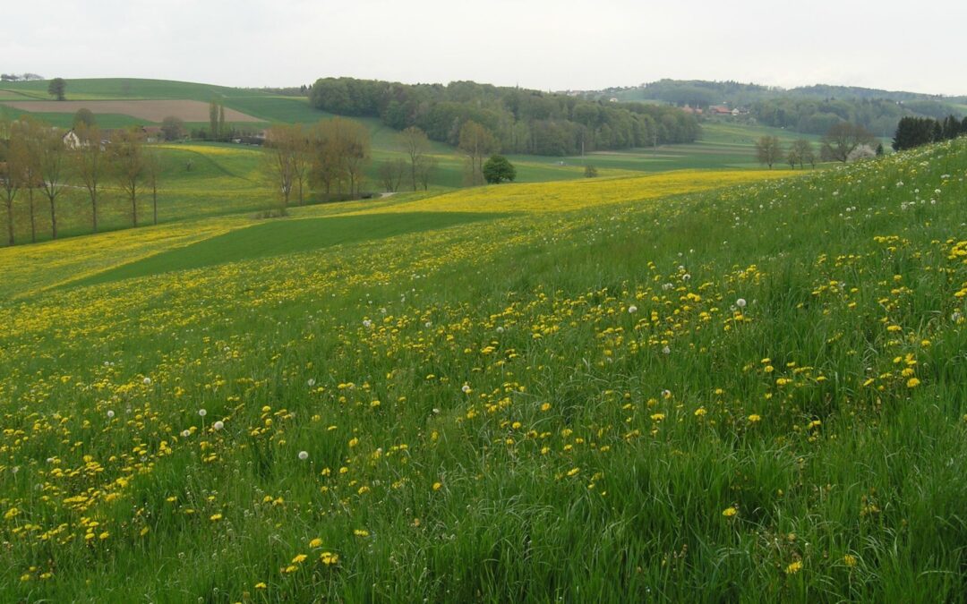 FOAG and UNIL publish two studies on the evaluation Swiss in situ programme for CWR of fodder plants.
