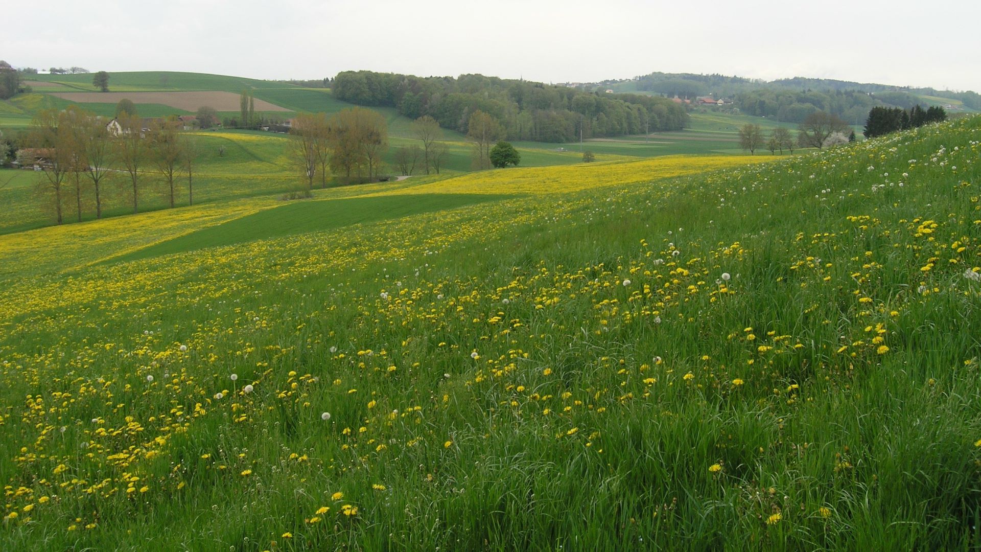 Image_meadow