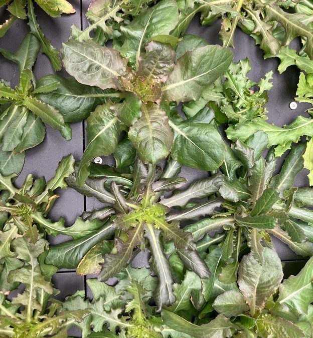 Building crop resilience using prickly lettuce, a wild relative of lettuce