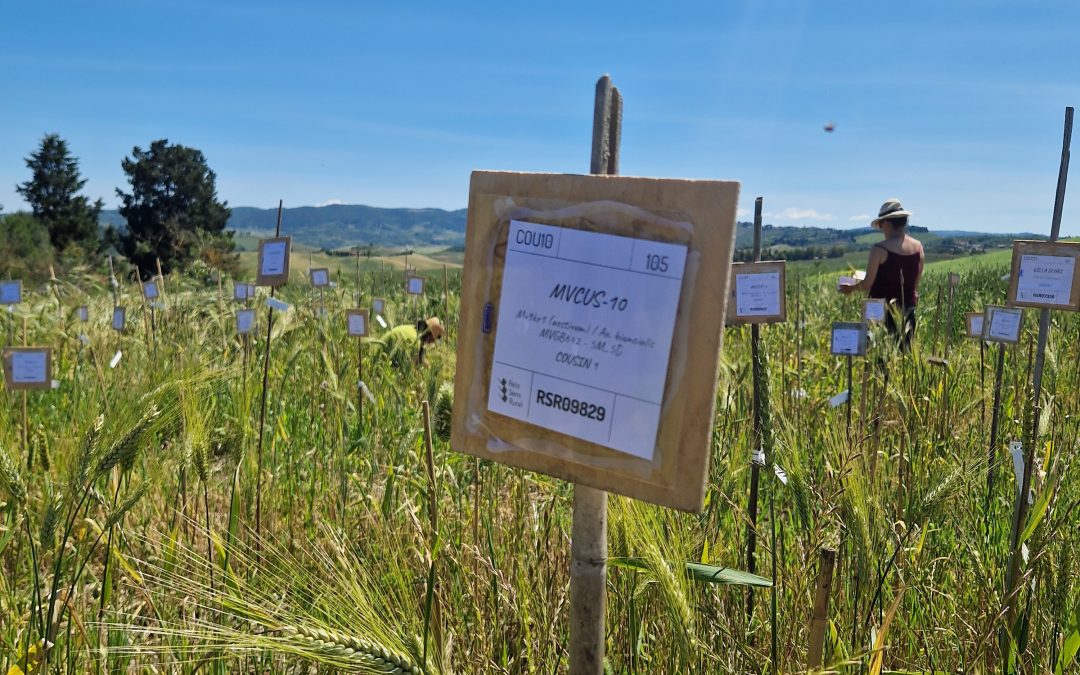15 – How genomics can help to unlock wild genetic potential for crop improvment