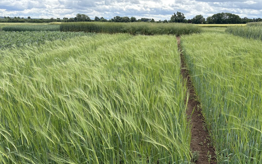 13 – Nutritional value of Crop Wild Relatives (CWRs) – Using barley diversity to support better food quality