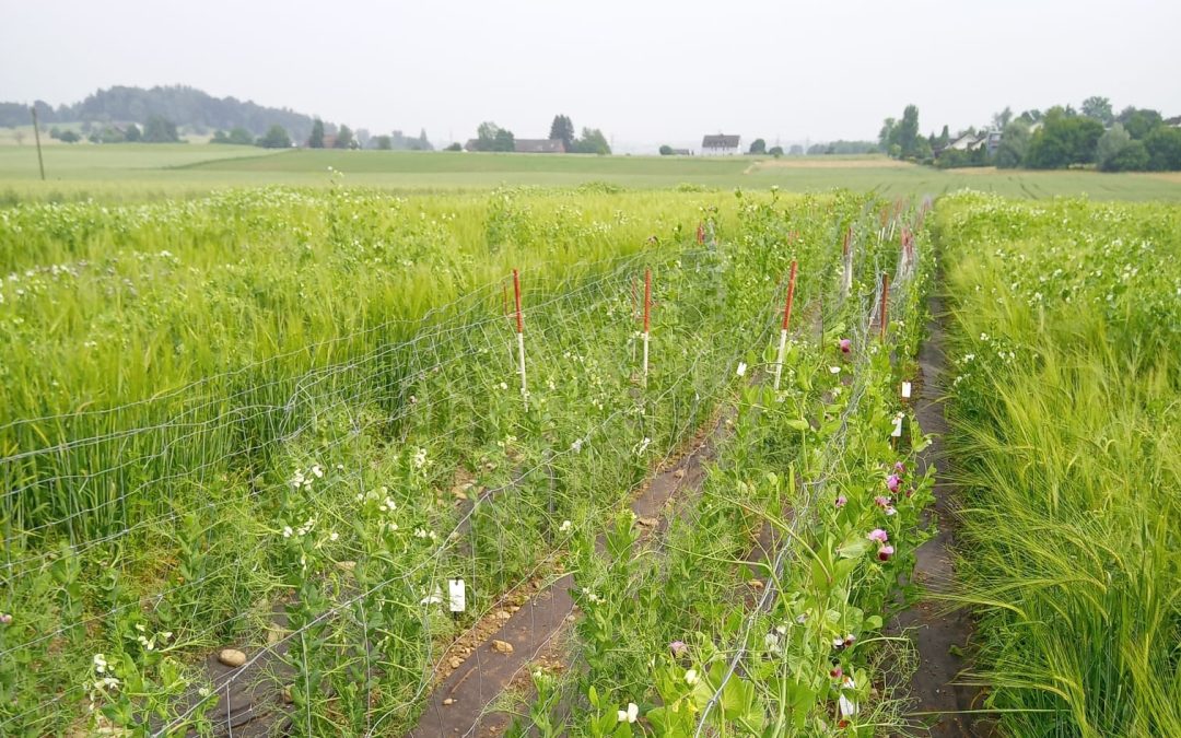 16 – Screening Crop WildRelatives of Pea underfield conditions – Improving on-field phenotyping of Pea-CWR woth a fence-based system