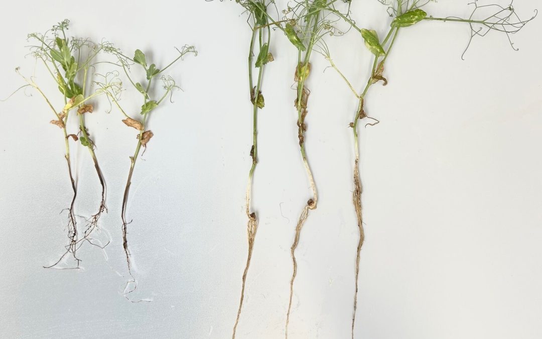 12 – Testing soil for the presence of Aphanomyces euteiches – A. euteiches is the causal agent of Aphanomyces root rot in peas