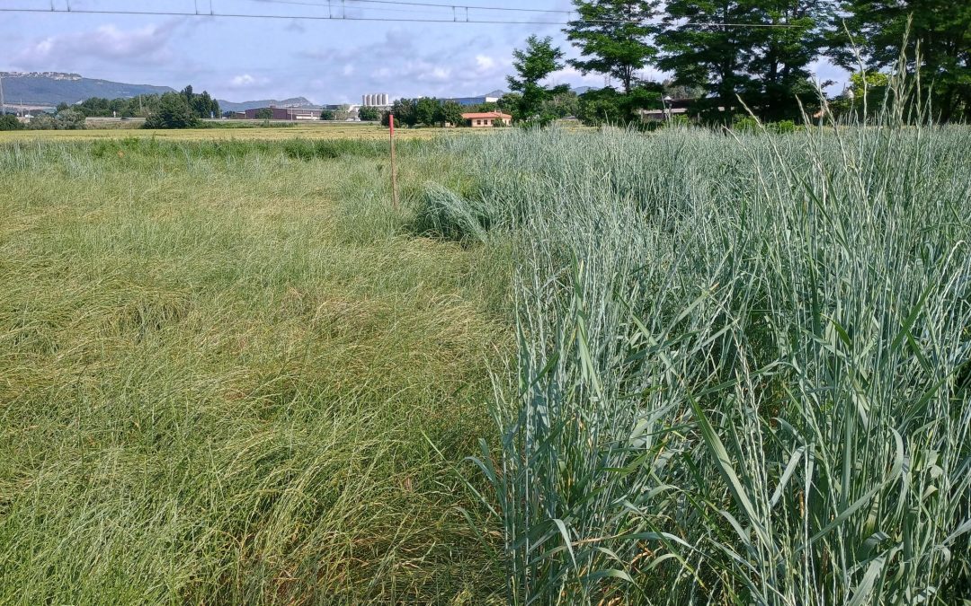 11 – Pilot cultivation of Kernza® in Spain- Lessons learned for future COUSIN trials