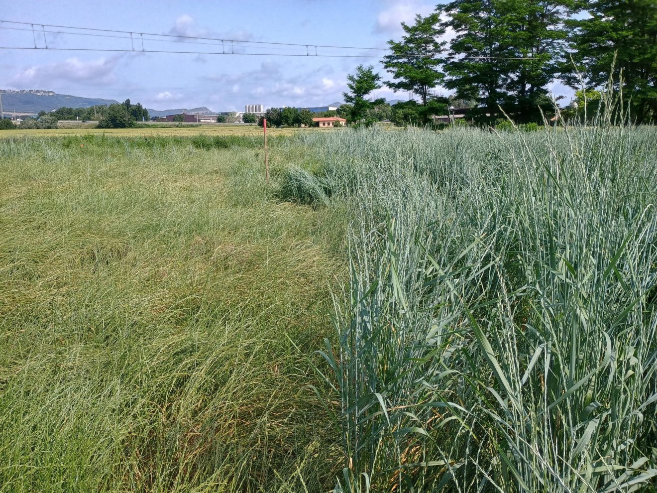 11 - Pilot cultivation of Kernza® in Spain- Lessons learned for future COUSIN trials
