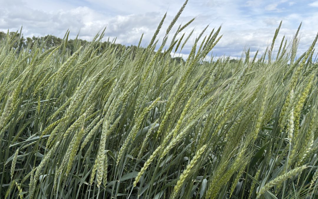 Unlocking wild plant genetics to develop climate-resilient, disease-resistant wheat. Updates from the wheat working group